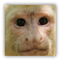 capuchin image