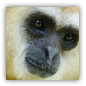 gibbon image