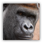 gorilla image