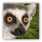 lemur image