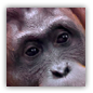 orangutan image