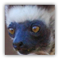 sifaka image