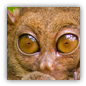 tarsier image